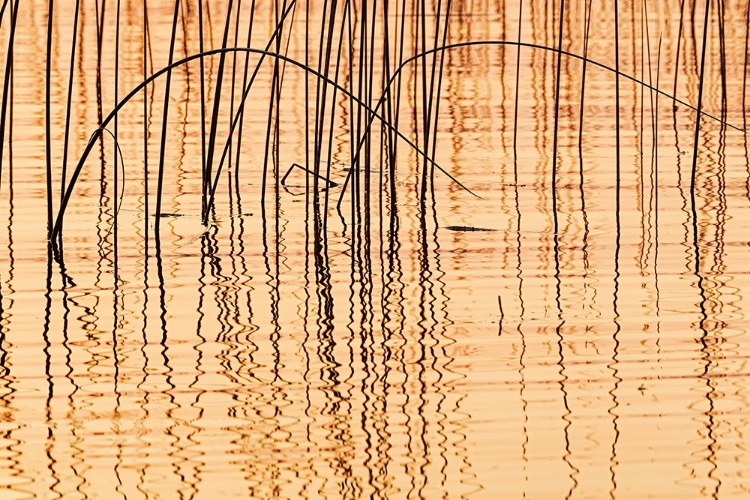 Picture of CANADA- MANITOBA- WEKUSKO FALLS PROVINCIAL PARK. REEDS REFLECT PATTERNS IN WEKUSKO LAKE.