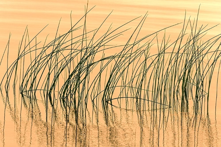 Picture of CANADA- MANITOBA- WEKUSKO FALLS PROVINCIAL PARK. REEDS REFLECT PATTERNS IN WEKUSKO LAKE.