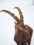 Picture of ALPINE IBEX IN FRESH DEEP SNOW- ALPENWILDPARK (ALPINE GAME PARK) OBERMAISELSTEIN. GERMANY- BAVARIA