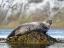 Picture of HARBOR SEAL NEAR DJUPAVIK IN ICELAND.-STRANDIR. EUROPE- ICELAND