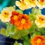 Picture of CLOSE-UP OF YELLOW AND ORANGE FLOWERS