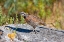 Picture of NORTHERN BOBWHITE MALE ON ROCK