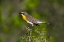 Picture of YELLOW-BREASTED CHAT ADULT PERCHED IN DENSE BRUSH