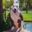 Picture of AMERICAN PITT BULL