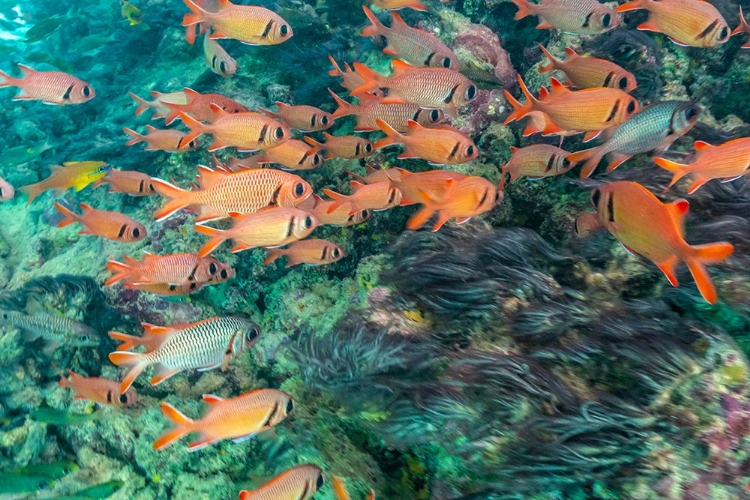 Picture of FRENCH POLYNESIA- MOOREA. SCHOOL OF SOLDIERFISH AND CORAL.