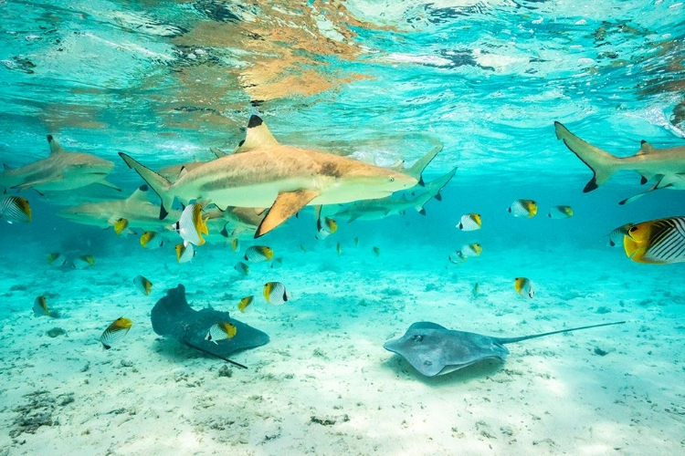 Picture of FRENCH POLYNESIA- BORA BORA. BLACK-TIP REEF SHARKS AND STINGRAYS.