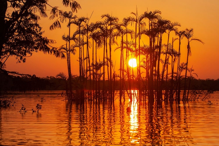 Picture of EQUATOR IN THE AMAZON RAINFOREST- TREES IN LAGUNA GRANDE.