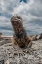 Picture of UGLY MARINE IGUANA ON FERNANDINA ISLAND WAS THE MODEL FOR THE GODZILLA MOVIES. WIDE ANGLE VIEW.