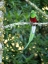 Picture of RESPLENDENT QUETZAL- COSTA RICA