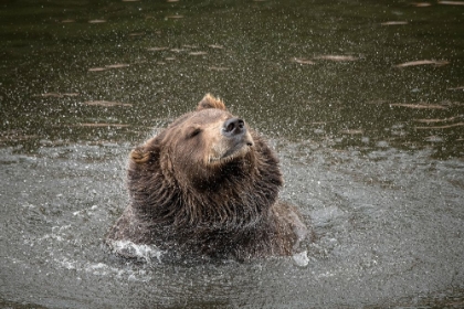 Picture of BROWN BEAR AT FORTRESS OF THE BEAR- A RESCUE CENTER IN SITKA- SHAKES OFF WATER.