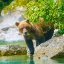 Picture of ALASKA- LAKE CLARK. GRIZZLY BEAR WALKS ALONG THE SHORELINE AMONG THE BOULDERS.