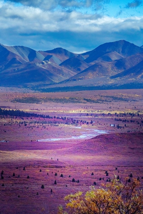 Picture of ALASKA- DENALI NATIONAL PARK. AUTUMN LANDSCAPE OF VALLEY AND MOUNTAINS.