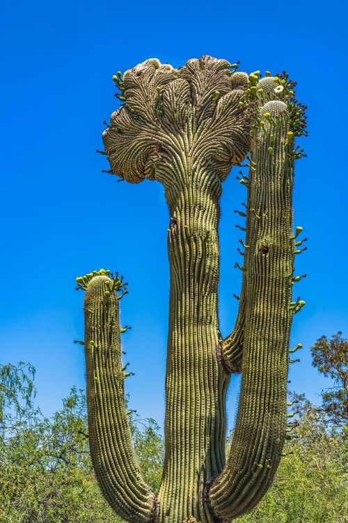 Picture of CRESTED SAGUARO BLOOMING- DESERT BOTANICAL GARDEN- PHOENIX- ARIZONA.