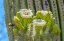 Picture of SAGUARO CACTUS BLOOMING- DESERT BOTANICAL GARDEN- PHOENIX- ARIZONA.