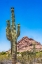 Picture of SAGUARO CACTUS BLOOMING- BROWN MOUNTAIN- DESERT BOTANICAL GARDEN- PHOENIX- ARIZONA.