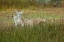 Picture of USA- GEORGIA- SAVANNAH. DOE AN FAWN IN THE MARSH GRASS.