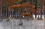 Picture of USA- GEORGIA- TWIN CITY. FALL CYPRESS TRESS IN THE FOG