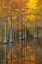 Picture of USA- GEORGIA- TWIN CITY. FALL CYPRESS TRESS IN THE MORNING LIGHT.