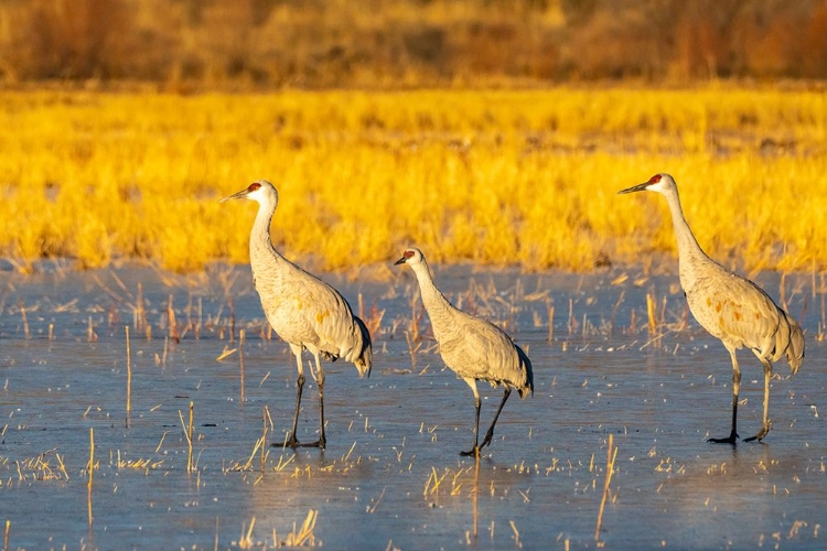 Picture of USA- NEW MEXICO- BOSQUE DEL APACHE NATIONAL WILDLIFE REFUGE. SANDHILL CRANES WALKING ON ICE.