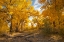 Picture of USA- NEW MEXICO- SANDOVAL COUNTY. COTTONWOOD TREES IN AUTUMN.