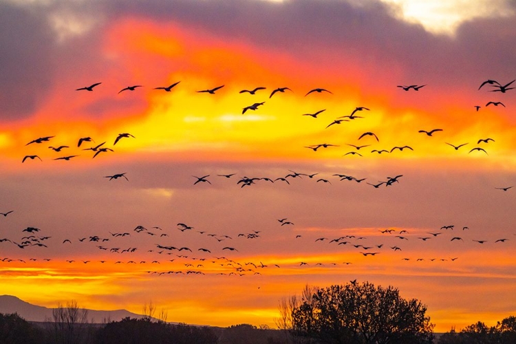 Picture of USA- NEW MEXICO- BOSQUE DEL APACHE NATIONAL WILDLIFE REFUGE. SNOW GEESE FLYING AT SUNRISE.