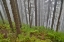 Picture of USA- OREGON. LOOKOUT STATE PARK WITH FOG AMONGST SITKA SPRUCE FOREST