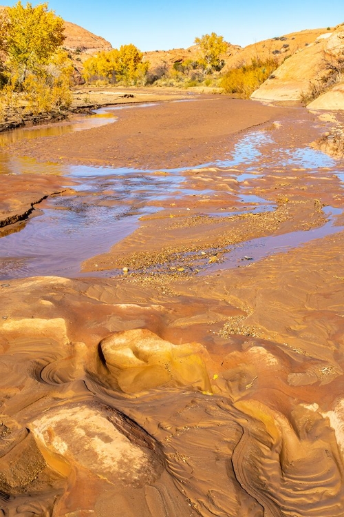 Picture of USA- UTAH- GRAND STAIRCASE ESCALANTE NATIONAL MONUMENT. HARRIS WASH AND COTTONWOOD TREE S IN FALL.