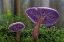 Picture of USA- WASHINGTON STATE- SEABECK. WESTERN AMETHYST LACCARIA MUSHROOM CLOSE-UP.