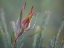 Picture of USA- WASHINGTON STATE- SEABECK. COMMON SUNSHINE CONEBUSH PLANT CLOSE-UP.