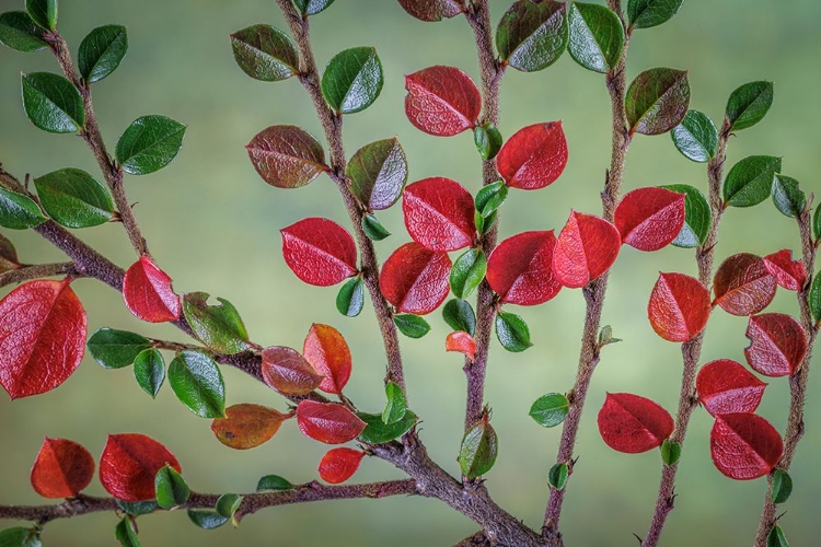 Picture of USA- WASHINGTON STATE- SEABECK. ROCK COTONEASTER PLANT CLOSE-UP.