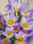 Picture of USA- WASHINGTON STATE- SEABECK. CROCUS BLOSSOMS IN SPRING.