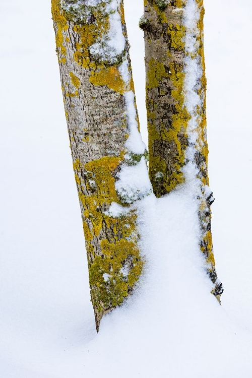 Picture of USA- WASHINGTON STATE. BELLEVUE FRESH SNOW ON BIRCH TREE TRUNKS