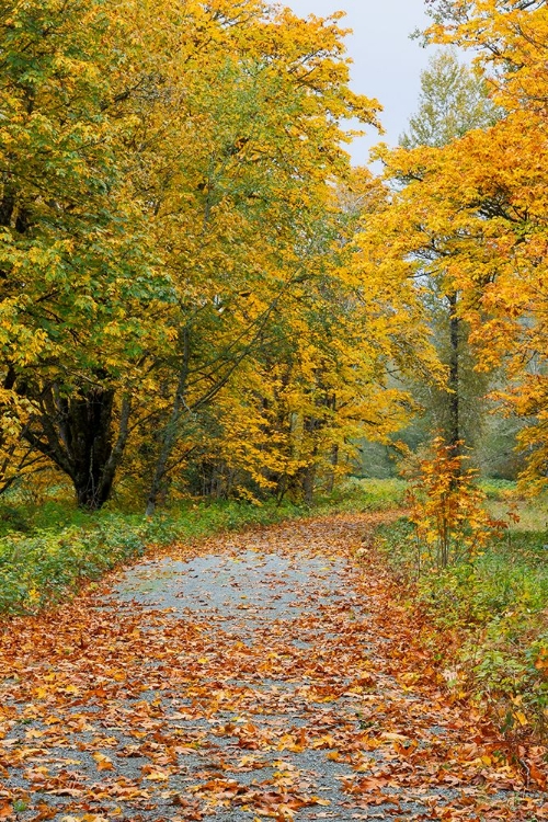 Picture of USA- WASHINGTON STATE. BIG LEAF MAPLE TREES IN AUTUMN COLORS NEAR DARRINGTON