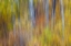 Picture of USA- WASHINGTON STATE. COTTONWOODS IN FALL COLOR NEAR WINTHROP