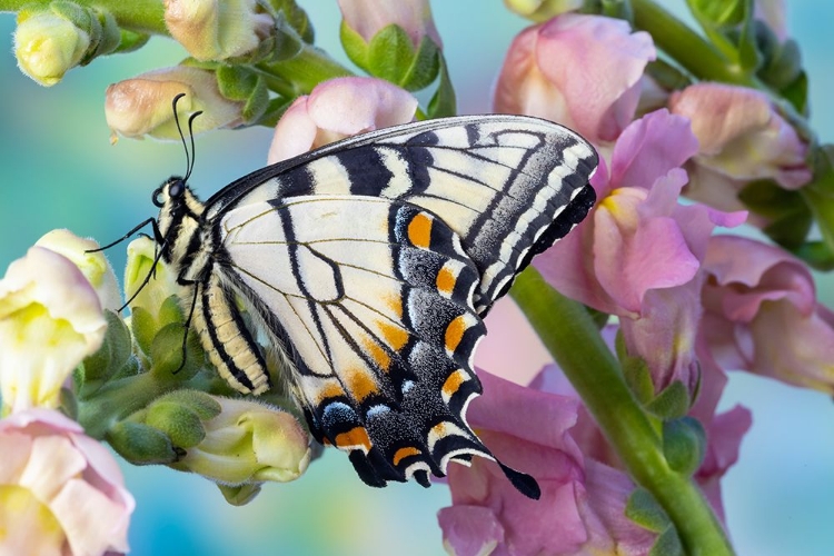 Picture of USA- WASHINGTON STATE- SAMMAMISH. EASTERN TIGER SWALLOWTAIL BUTTERFLY ON SNAPDRAGON