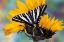 Picture of USA- WASHINGTON STATE- SAMMAMISH. ZEBRA SWALLOWTAIL BUTTERFLY ON SUNFLOWER