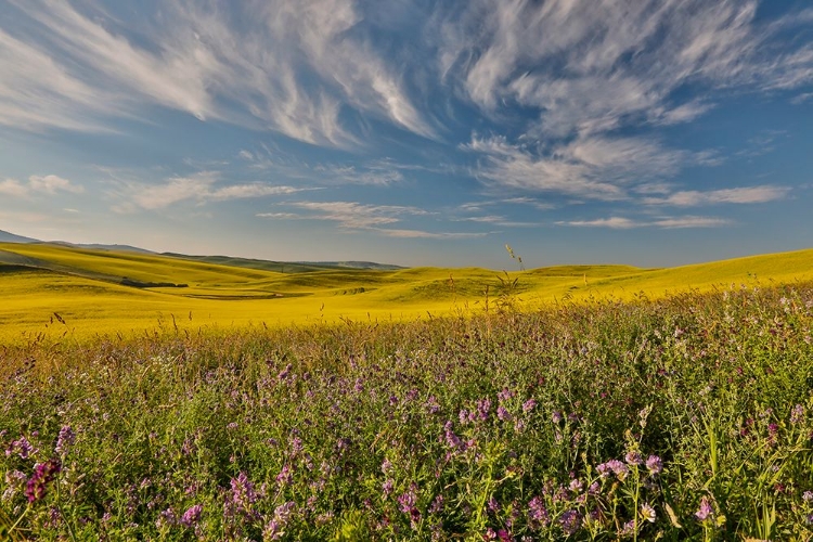 Picture of USA- WASHINGTON STATE- PALOUSE