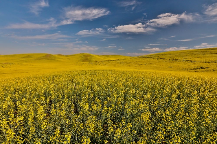 Picture of USA- WASHINGTON STATE- PALOUSE. SPRINGTIME LANDSCAPE AND CANOLA FIELDS