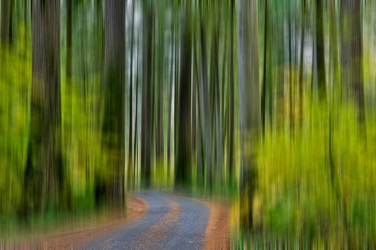 Picture of USA- WASHINGTON STATE- DARRINGTON. CURVED ROADWAY IN AUTUMN FOREST OF FIR AND VINE MAPLE TREES