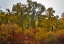 Picture of USA- WASHINGTON STATE. COTTONWOODS AND WILD DOGWOODS TREES IN AUTUMN COLOR.