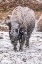 Picture of USA- WYOMING- YELLOWSTONE NATIONAL PARK. BISON IN FALLING SNOW.