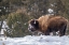 Picture of USA- WYOMING- YELLOWSTONE NATIONAL PARK. BISON EATING IN SNOW.