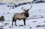 Picture of USA- WYOMING- YELLOWSTONE NATIONAL PARK. LONE BULL ELK IN SNOW