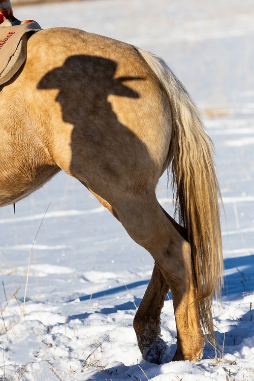 Picture of USA- SHELL- WYOMING. HIDEOUT RANCH SHADOW OF COWHAND WITH HAT ON SIDE OF HORSE. 