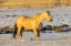 Picture of USA- WYOMING. HIDEOUT HORSE RANCH- HORSE IN SNOW. 