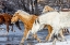 Picture of USA- WYOMING. HIDEOUT HORSE RANCH- HORSES CROSSING THE STREAM. 