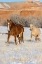 Picture of USA- WYOMING. HIDEOUT HORSE RANCH- HORSES IN SNOW. 