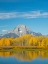 Picture of WYOMING- GRAND TETON NATIONAL PARK. MOUNT MORAN AND GOLDEN ASPEN TREES