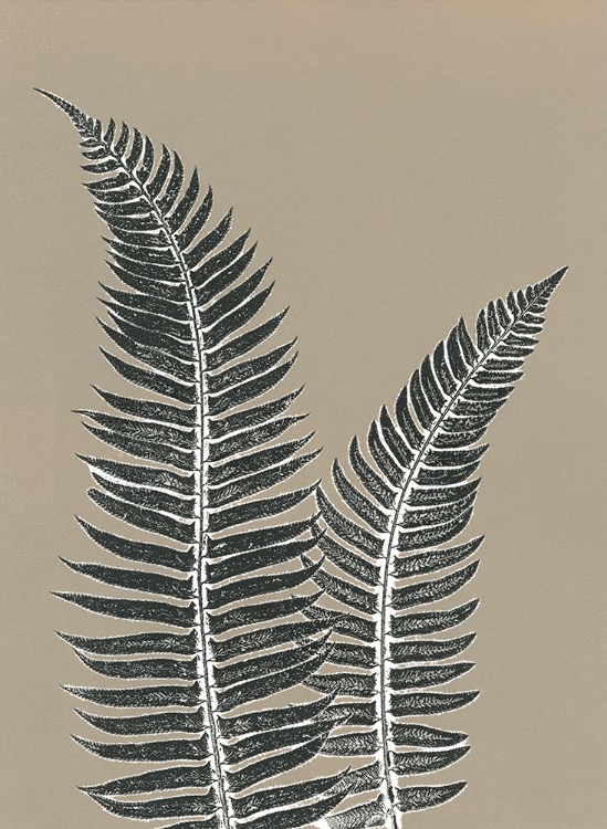 Picture of GREY FERN 1