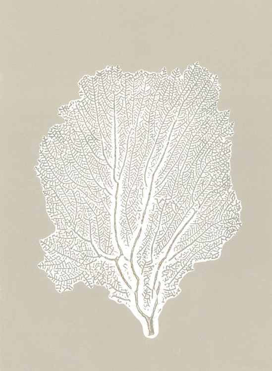 Picture of SEA FAN 5